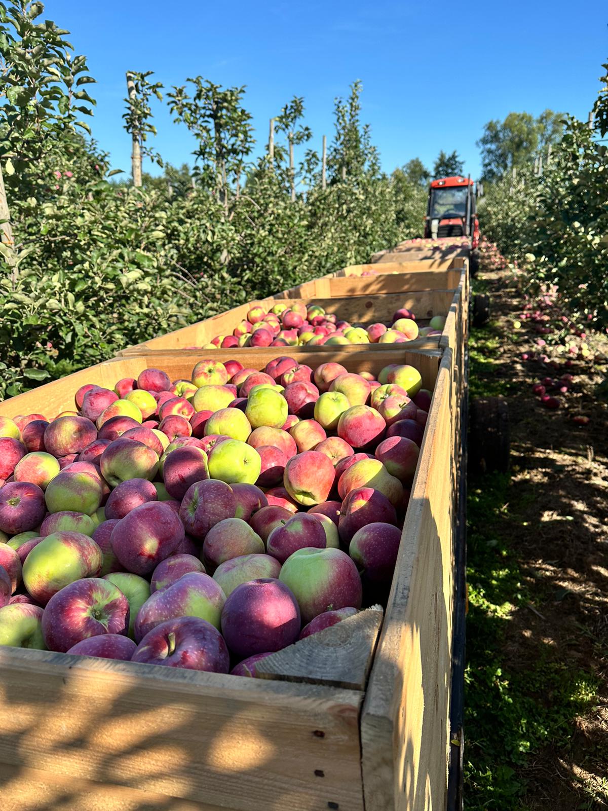 Polish apple orchard at golden hour